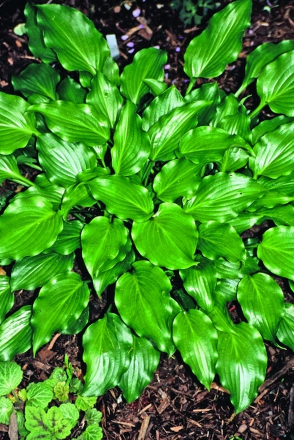Image of Hosta 'Get Nekkid'|Juniper Level Botanic Gdn, NC|JLBG