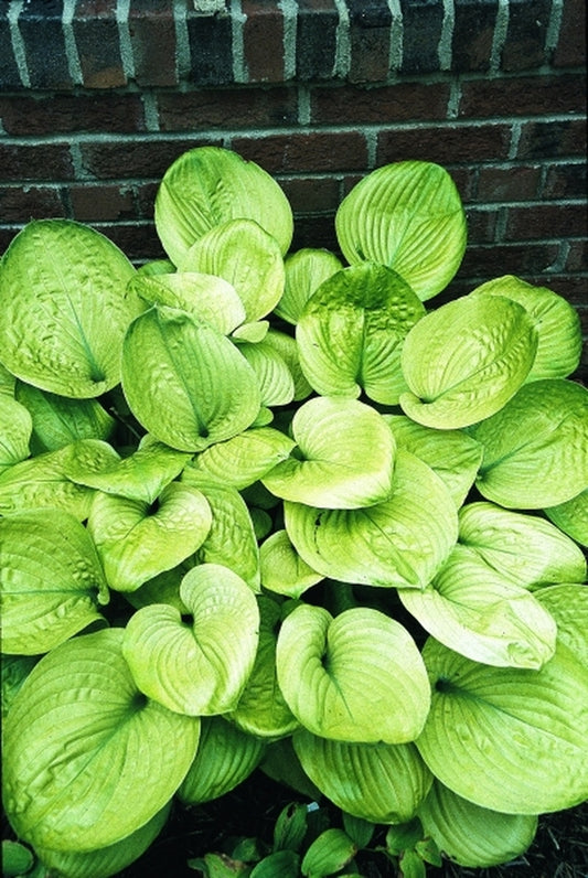 Image of Hosta 'Golden Friendship'|Juniper Level Botanic Gdn, NC|JLBG