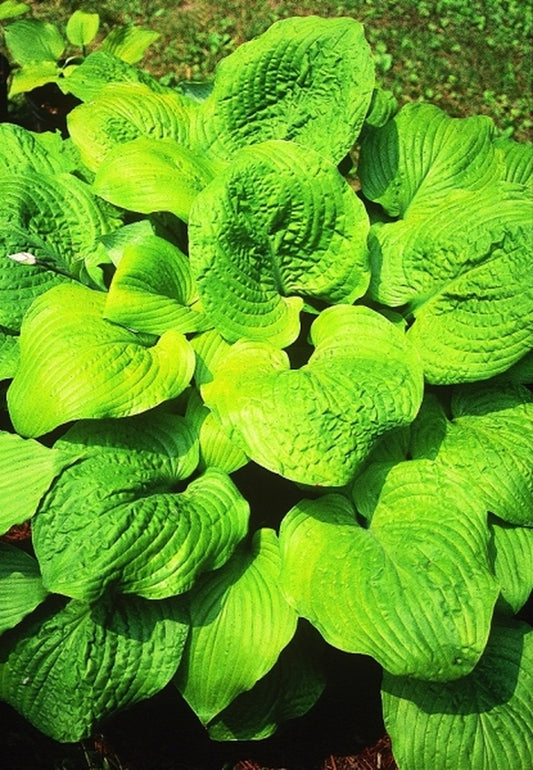 Image of Hosta 'Golden Gate'|O. Petryszyn Gdn, IN|