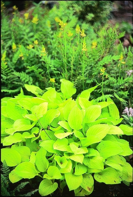 Image of Hosta 'Golden Scepter'|Juniper Level Botanic Gdn, NC|JLBG