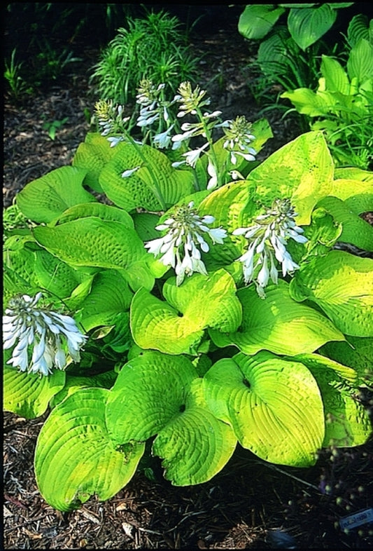 Image of Hosta 'Golden Sculpture'|Miller Gdn, IN|