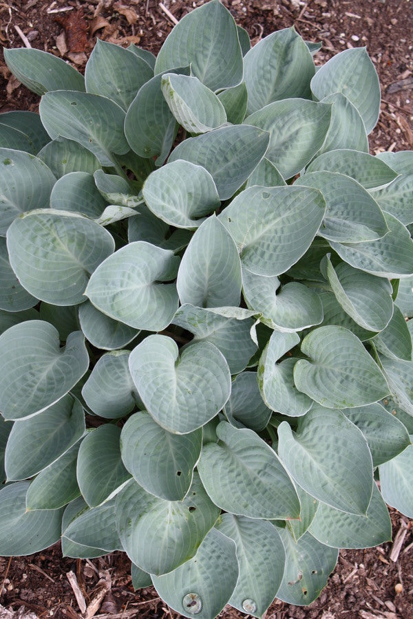 Image of Hosta 'Gotta Little Blues'taken at Juniper Level Botanic Gdn, NC by JLBG
