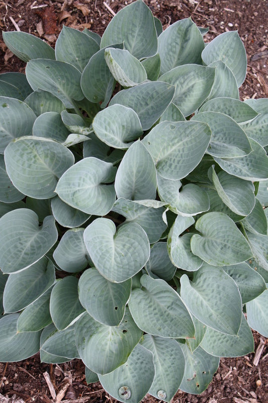 Image of Hosta 'Gotta Little Blues'taken at Juniper Level Botanic Gdn, NC by JLBG