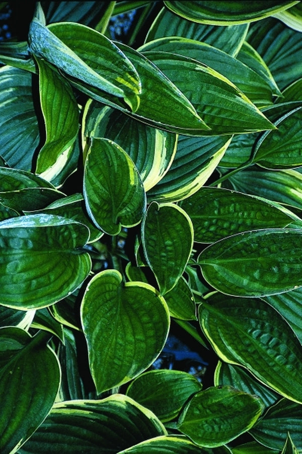 Image of Hosta 'Grace McClure'|Juniper Level Botanic Gdn, NC|JLBG