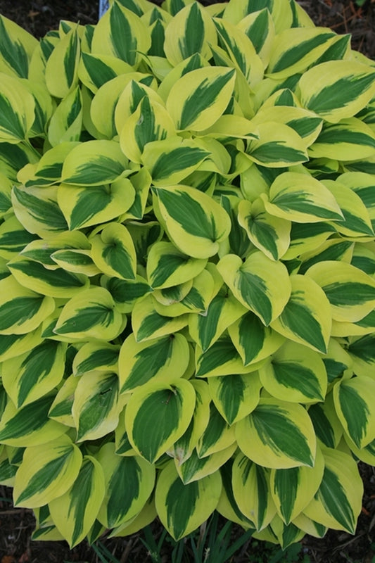 Image of Hosta 'Grand Prize'|Juniper Level Botanic Gdn, NC|JLBG