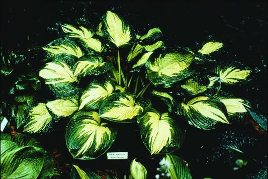 Image of Hosta 'Great American Expectations'|E. Elslager Gdn, MI|E. Elslager