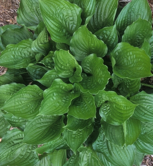 Image of Hosta 'Green Jeans'|Juniper Level Botanic Gdn, NC|JLBG