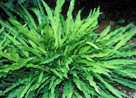 Image of Hosta 'Hacksaw'|H. Hansen Gdn, MN|H. Hansen