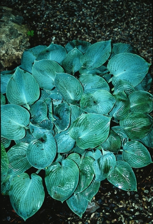 Image of Hosta 'Hadspen Blue'|Hidden Lakes Gdn, MI|