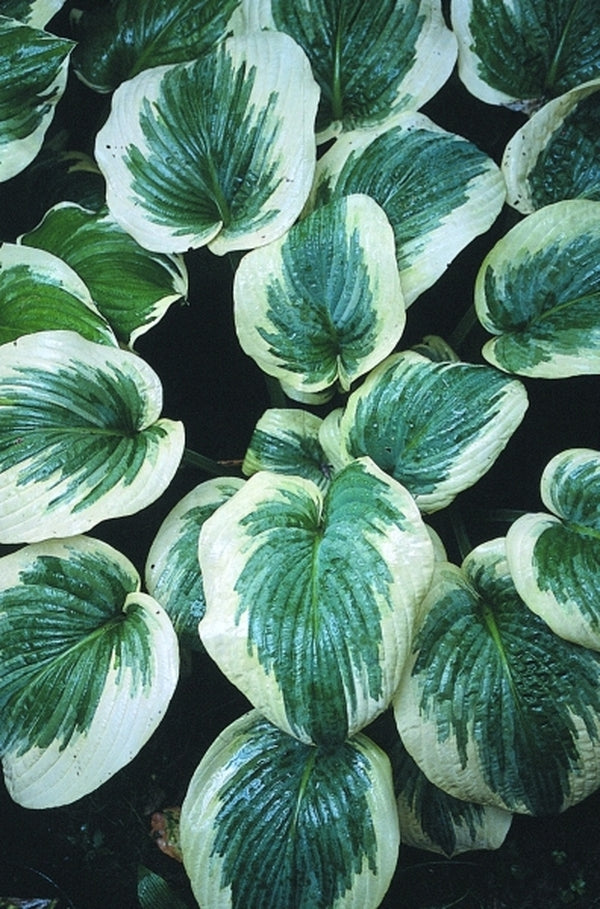 Image of Hosta 'Hampshire County'|D. van Eechaute Gdn, Belgium|