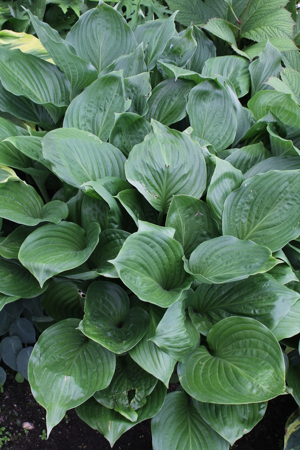 hans house of plants Hosta Hans Solo
