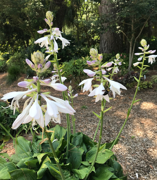 Image of Hosta 'Hans Solo'|Juniper Level Botanic Gdn, NC|C. Hardison
