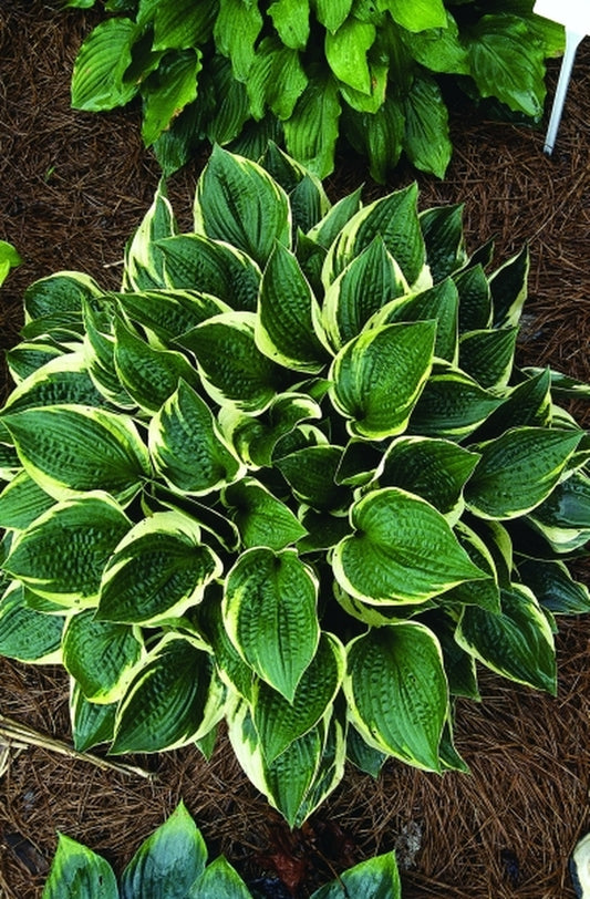 Image of Hosta 'Heartbeat'|Juniper Level Botanic Gdn, NC|JLBG