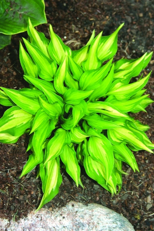 Image of Hosta 'Hidden Cove'|Q & Z Nsy, IL|Q&Z Nursery