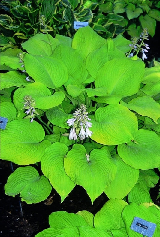 Image of Hosta 'High Noon'|B. Skaggs Gdn, IN|
