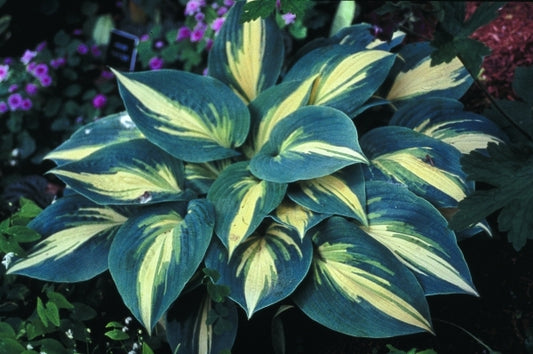 Image of Hosta 'High Society' PP 17,313|H. Hansen Gdn, MN|H. Hansen