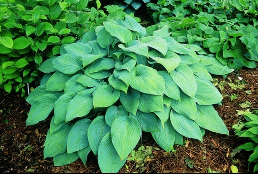 Image of Hosta 'Hillbilly Blues'|Juniper Level Botanic Gdn, NC|JLBG