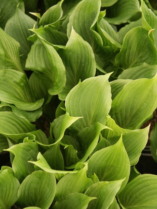 Image of Hosta 'Holly's Dazzler'|Juniper Level Botanic Gdn, NC|JLBG