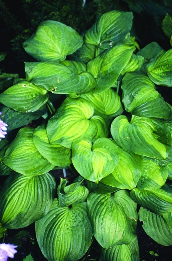 Image of Hosta 'Holy Mole'|H. Hansen Gdn, MN|H. Hansen