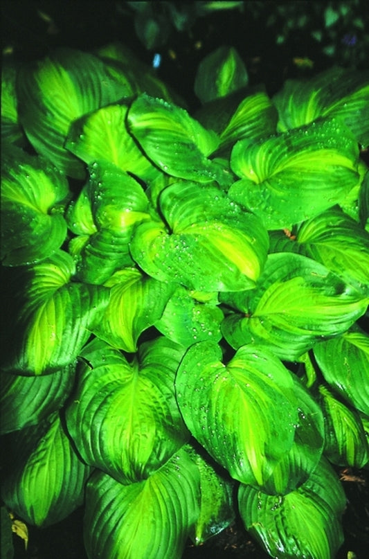 Image of Hosta 'Holy Mole'|Juniper Level Botanic Gdn, NC|JLBG