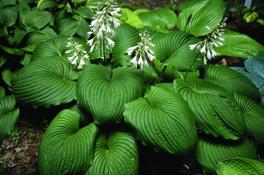 Image of Hosta 'Hoosier Dome'|O. Petryszyn Gdn, IN|