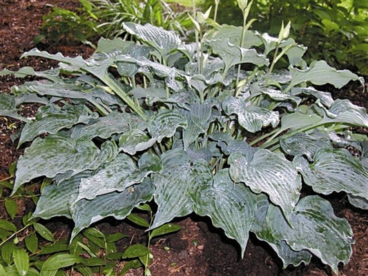 Image of Hosta 'Ice Prancer'|R. Sawyer Gdn, MN|R. Sawyer