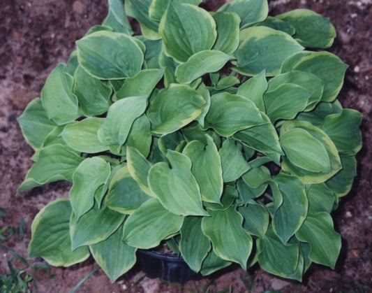 Image of Hosta 'Illicit Affair'|Winterberry Farm, GA|J. Anderson