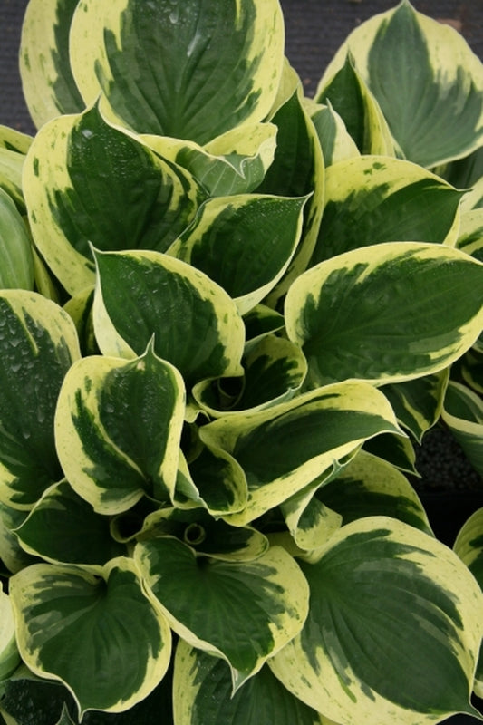 Image of Hosta 'Independence' PP 17,044|Juniper Level Botanic Gdn, NC|JLBG
