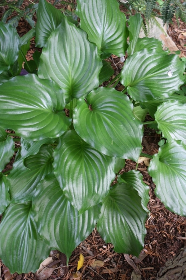 Image of Hosta 'Irish Luck'|Juniper Level Botanic Gdn, NC|JLBG