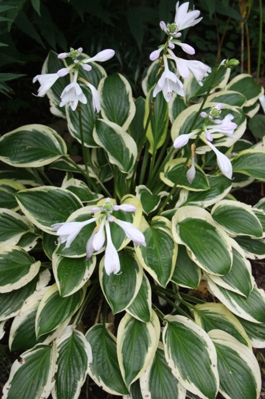 Image of Hosta 'Iron Gate Delight'|Juniper Level Botanic Gdn, NC|JLBG