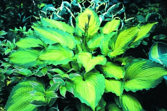 Image of Hosta 'Journey's End' PP 16,895|H. Hansen Gdn, MN|H. Hansen