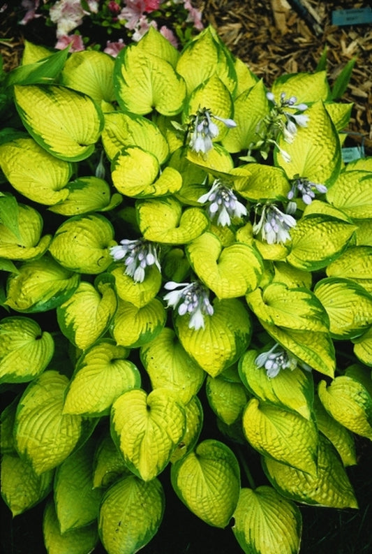 Image of Hosta 'Just So'|P. Stygall Gdn, IN|