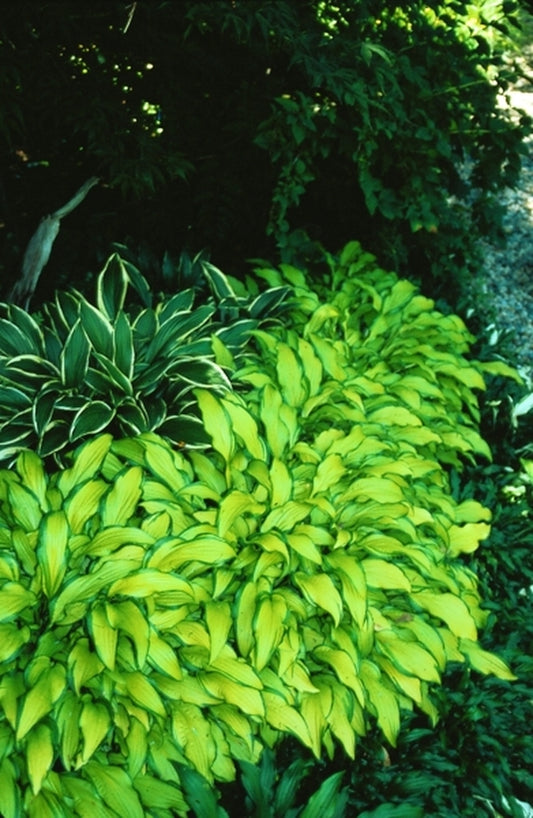 Image of Hosta 'Kabitan'|C. Owens Gdn, MI|