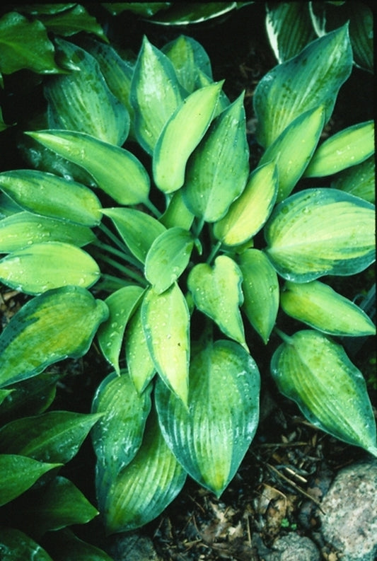 Image of Hosta 'Katherine Lewis'|Hamlin Gdn, MN|