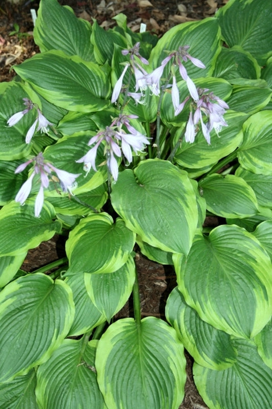Image of Hosta 'Key Lime Pie'|Juniper Level Botanic Gdn, NC|JLBG
