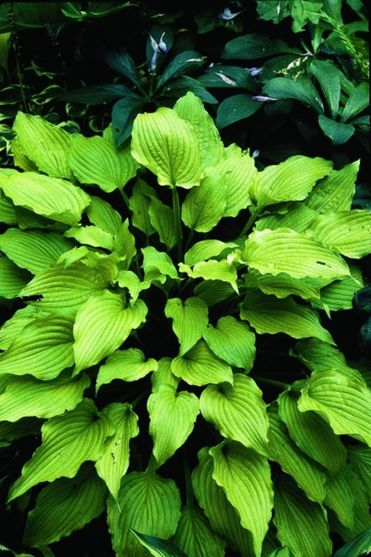 Image of Hosta 'Kittyhawk'|R. Herold Gdn, MA|