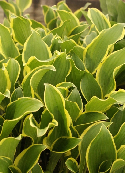 Image of Hosta 'Koriyama'|Juniper Level Botanic Gdn, NC|JLBG