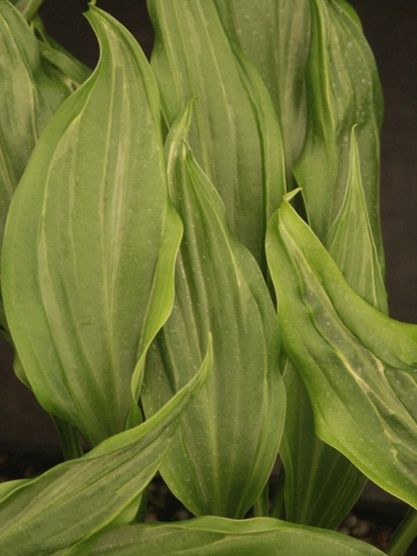 Image of Hosta 'Koryu'|Juniper Level Botanic Gdn, NC|JLBG