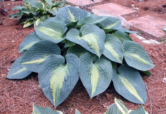 Image of Hosta 'Lakeside Beach Captain'|M. Chastain Gdn, TN|M. Chastain