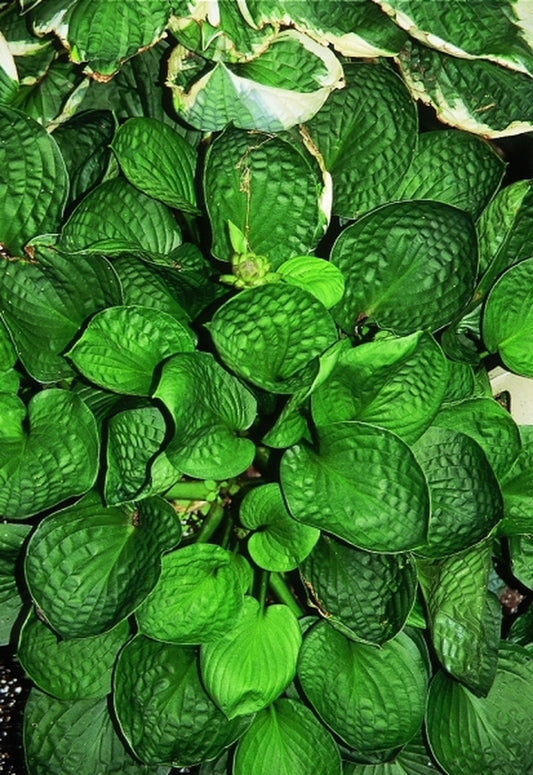Image of Hosta 'Lakeside Lollipop'|V. Wade Gdn, OH|