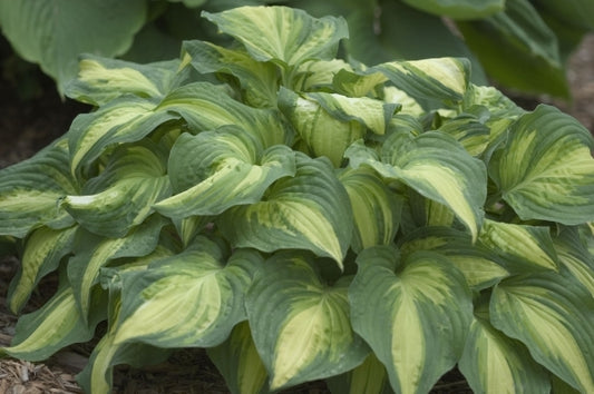Image of Hosta 'Lakeside Love Affaire'|Walters Gardens, MI|www.perennialresource.com