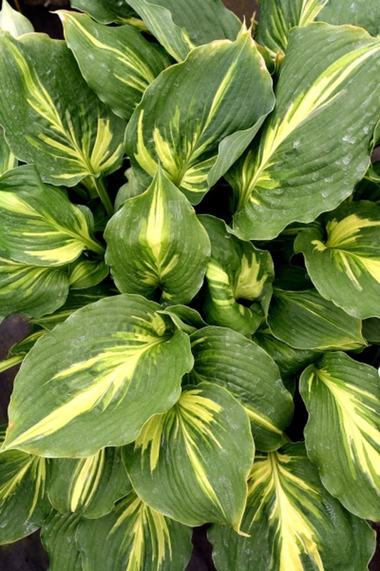 Image of Hosta 'Lakeside Paisley Print'|Juniper Level Botanic Gdn, NC|JLBG