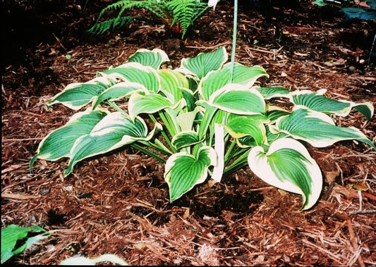 Image of Hosta 'Lakeside Premier'|M. Chastain Gdn, TN|B. Solberg