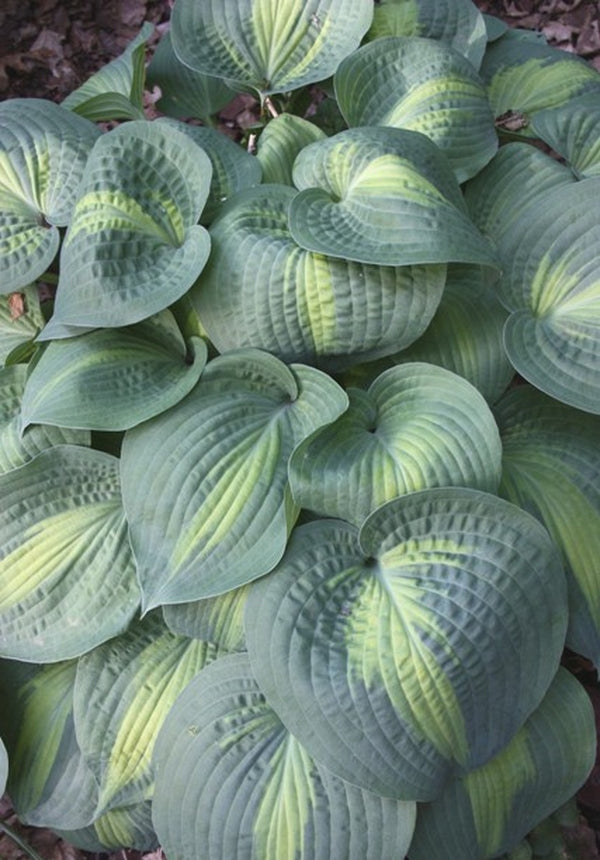 Image of Hosta 'Lakeside Shore Master'|H. Hansen Gdn, MN|