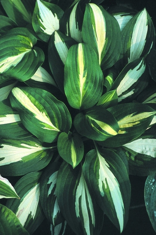 Image of Hosta 'Lakeside Spellbinder'|Fransen Nursery, NL|