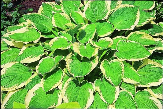 Image of Hosta 'Leola Fraim'|Murphy Gdn, IN|