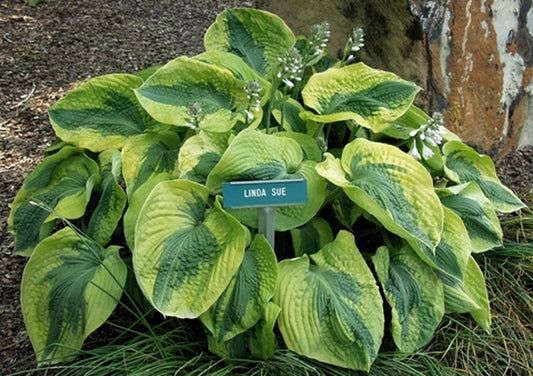 Image of Hosta 'Linda Sue'|V. Wade Gdn, OH|C. Brashear