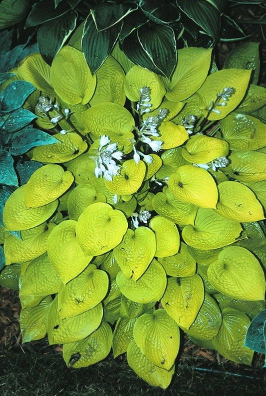 Image of Hosta 'Little Aurora'|E. Elslager Gdn, MI|