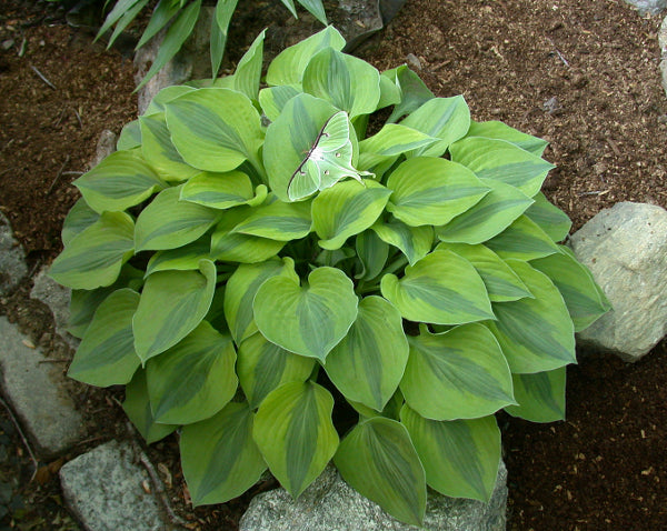 Image of Hosta 'Luna Moth'|Brashear Gdn, CT|C. Brashear