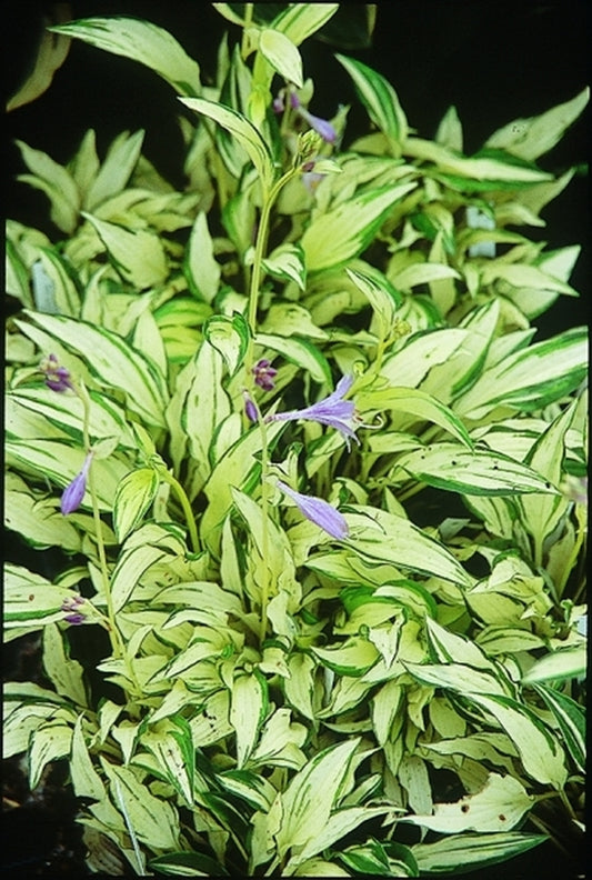 Image of Hosta 'Masquerade'|Juniper Level Botanic Gdn, NC|JLBG